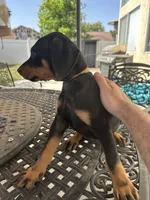 Roma, a female Doberman Pinscher for sale in San Bernardino, CA – 2 of 8
