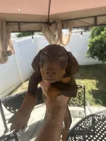 Cairo, a male Doberman Pinscher for sale in San Bernardino, CA – 3 of 10