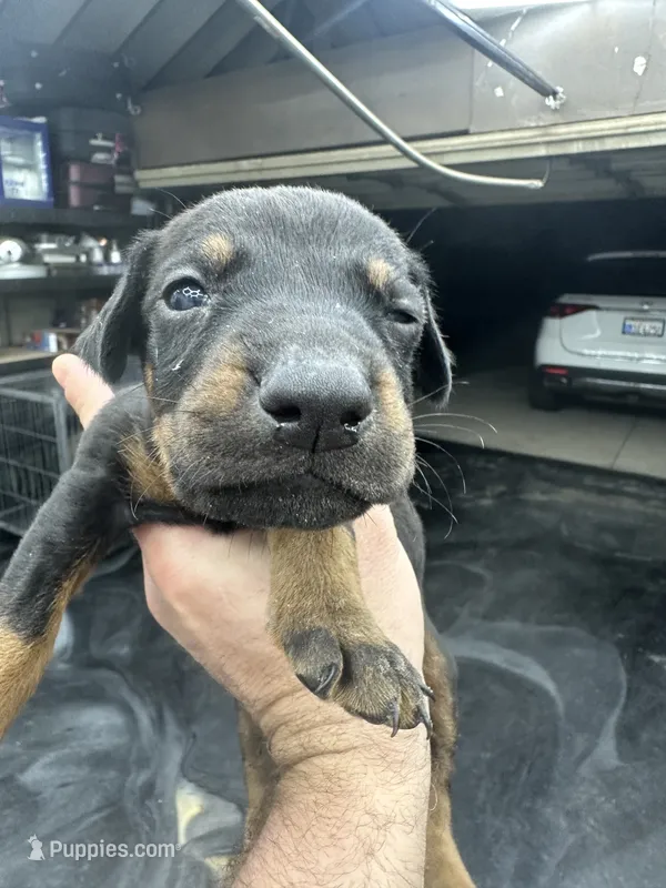 Morocco  – Doberman Pinscher puppy for sale in San Bernardino, CA