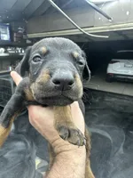 Morocco , a male Doberman Pinscher for sale in San Bernardino, CA – 1 of 10