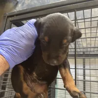 Chelsea, a female Doberman Pinscher for sale in San Bernardino, CA – Photo 6 of 9