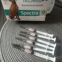 Chelsea, a female Doberman Pinscher for sale in San Bernardino, CA – Photo 7 of 9