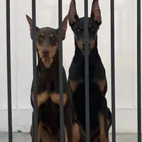 Chelsea, a female Doberman Pinscher for sale in San Bernardino, CA – Photo 5 of 9
