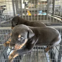 Chelsea, a female Doberman Pinscher for sale in San Bernardino, CA – Photo 3 of 9