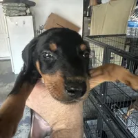 Chelsea, a female Doberman Pinscher for sale in San Bernardino, CA – Photo 2 of 9