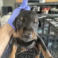 Chelsea, a female Doberman Pinscher for sale in San Bernardino, CA – Photo 1 of 9