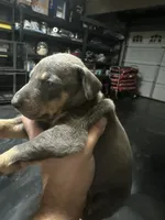 Paris , a female Doberman Pinscher for sale in San Bernardino, CA – 2 of 9