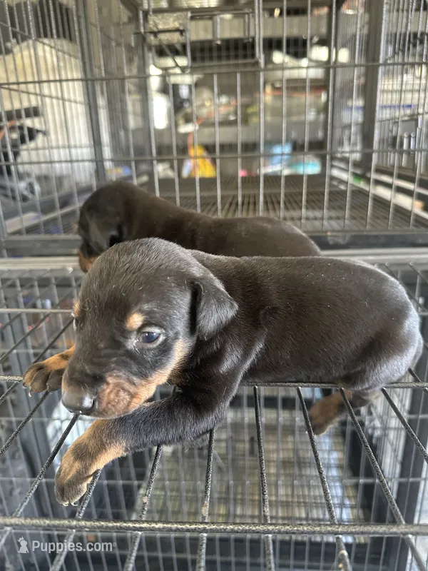 Berlin – Doberman Pinscher puppy for sale in San Bernardino, CA