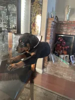 Tokyo, a female Doberman Pinscher for sale in San Bernardino, CA – 2 of 10