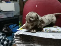Pebble, a female Miniature Dachshund for sale in Fitzgerald, GA – 1 of 8