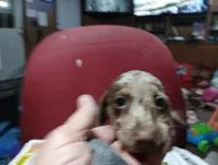 Pebble, a female Miniature Dachshund for sale in Fitzgerald, GA – 3 of 8