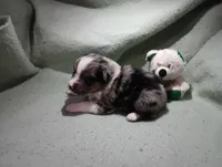 Merle m 2, a male Australian Shepherd for sale in Fitzgerald, GA – 9 of 10