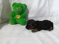 Midnight , a male Yorkshire Terrier for sale in Fitzgerald, GA – 9 of 10