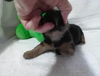 Midnight , a male Yorkshire Terrier for sale in Fitzgerald, GA – 3 of 10