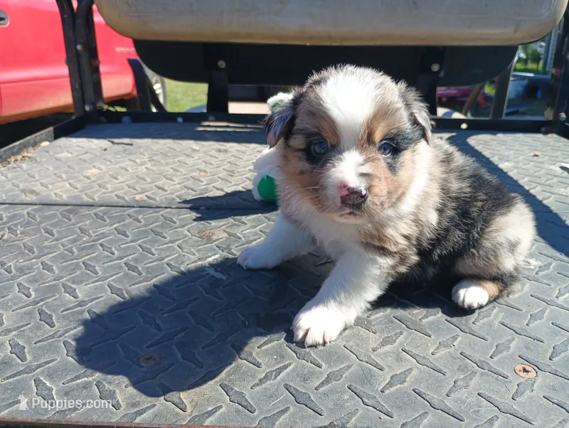 Merle m 2 – Australian Shepherd puppy for sale in Fitzgerald, GA