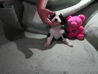 Blaze, a female Australian Shepherd for sale in Fitzgerald, GA – 3 of 10