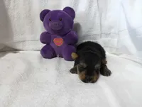 Shadow, a male Yorkshire Terrier for sale in Fitzgerald, GA – 5 of 10