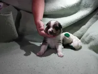 Merle m 2, a male Australian Shepherd for sale in Fitzgerald, GA – 6 of 10