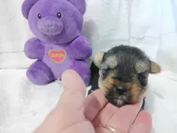 Shadow, a male Yorkshire Terrier for sale in Fitzgerald, GA – 9 of 10