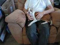 Apolo, a male Boston Terrier for sale in Fitzgerald, GA – 6 of 10