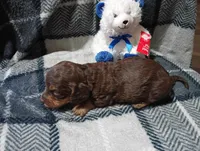 Hershey , a male Miniature Dachshund for sale in Fitzgerald, GA – 7 of 10
