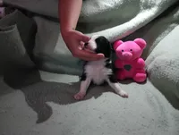 Blaze, a female Australian Shepherd for sale in Fitzgerald, GA – 8 of 10