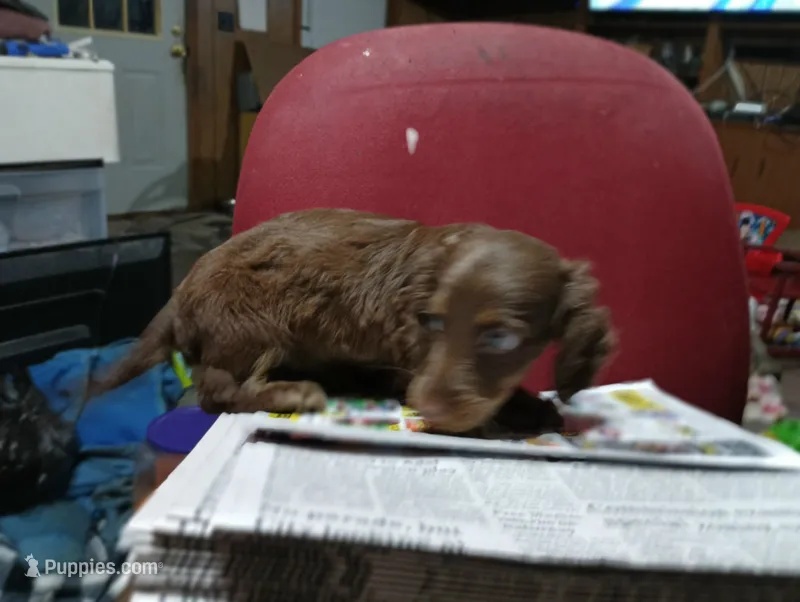 Saddie, a female Miniature Dachshund for sale in Fitzgerald, GA – 1 of 10