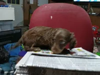 Saddie, a female Miniature Dachshund for sale in Fitzgerald, GA – 1 of 10