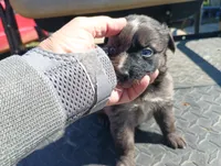 Merle m 3 , a male Australian Shepherd for sale in Fitzgerald, GA – 8 of 10