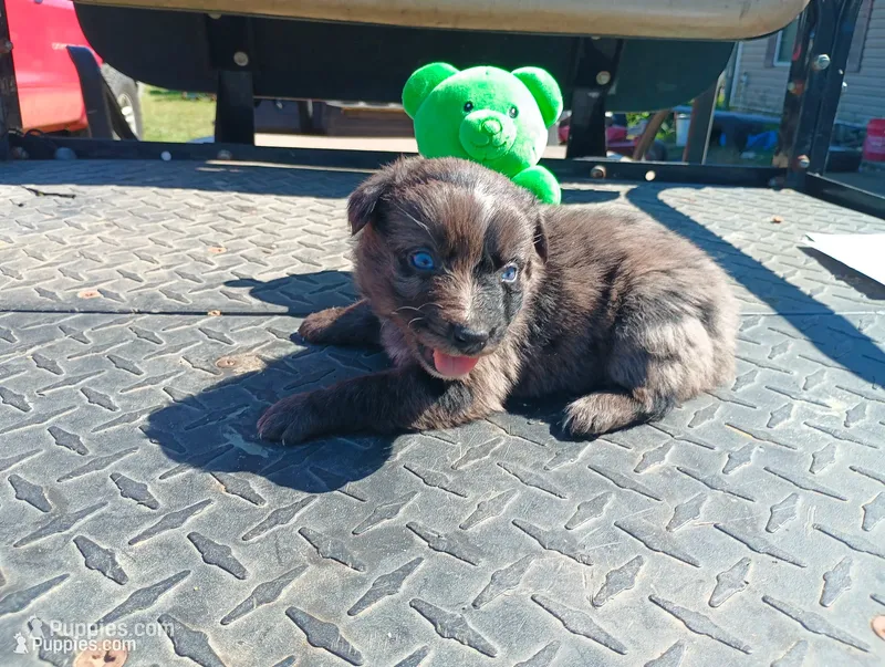 Merle m 3 , a male Australian Shepherd for sale in Fitzgerald, GA – 1 of 10