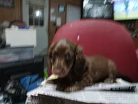 Saddie, a female Miniature Dachshund for sale in Fitzgerald, GA – 9 of 10