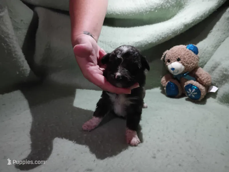 Merle female – Australian Shepherd puppy for sale in Fitzgerald, GA