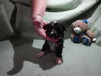 Merle female, a female Australian Shepherd for sale in Fitzgerald, GA – 1 of 10