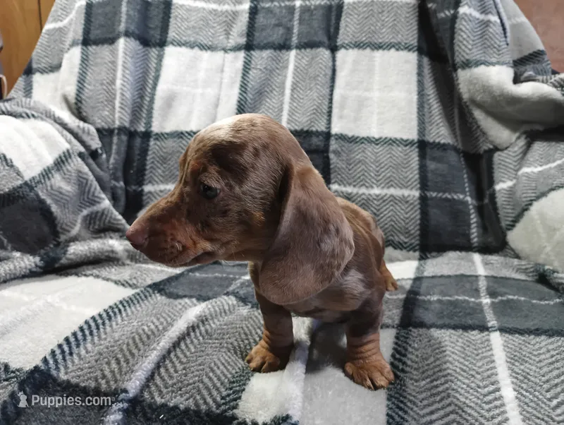 Spot – Miniature Dachshund puppy on hold in Fitzgerald, GA