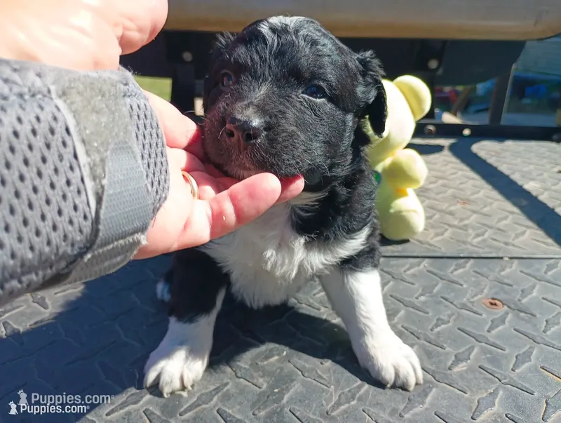 Ghost – Australian Shepherd puppy for sale in Fitzgerald, GA