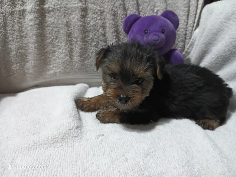 Shadow – Yorkshire Terrier puppy for sale in Fitzgerald, GA