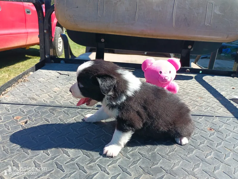 Blaze – Australian Shepherd puppy for sale in Fitzgerald, GA