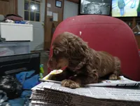 Saddie, a female Miniature Dachshund for sale in Fitzgerald, GA – 7 of 10