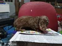 Saddie, a female Miniature Dachshund for sale in Fitzgerald, GA – 8 of 10