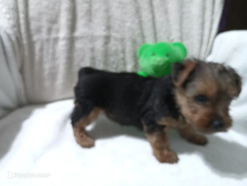 Midnight  – Yorkshire Terrier puppy for sale in Fitzgerald, GA