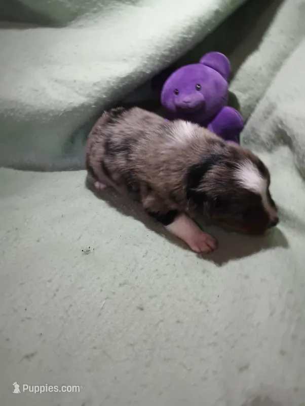 Merle m 1 – Australian Shepherd puppy for sale in Fitzgerald, GA