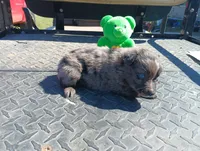 Merle m 3 , a male Australian Shepherd for sale in Fitzgerald, GA – 7 of 10