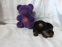 Shadow, a male Yorkshire Terrier for sale in Fitzgerald, GA – 6 of 10
