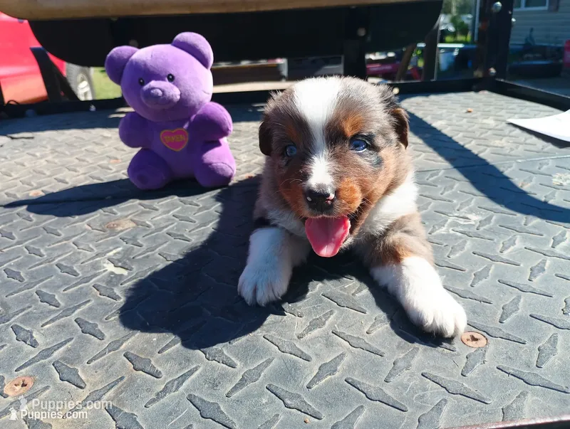 Merle m 1 – Australian Shepherd puppy for sale in Fitzgerald, GA