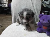 Bluey, a male Australian Shepherd for sale in Fitzgerald, GA – 3 of 10