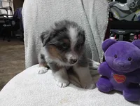 Bluey, a male Australian Shepherd for sale in Fitzgerald, GA – 6 of 10