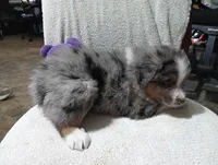 Bluey, a male Australian Shepherd for sale in Fitzgerald, GA – 7 of 10