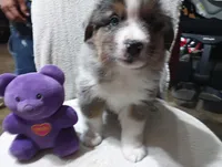 Bluey, a male Australian Shepherd for sale in Fitzgerald, GA – 1 of 10