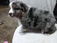 Bluey, a male Australian Shepherd for sale in Fitzgerald, GA – 9 of 10