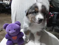 Bluey, a male Australian Shepherd for sale in Fitzgerald, GA – 2 of 10